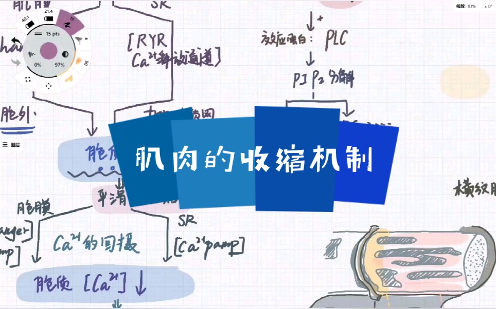 【生理课】横纹肌&平滑肌 及 各自的收缩机制哔哩哔哩bilibili