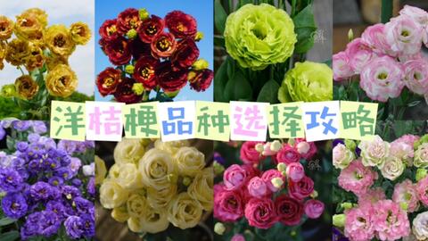 全网最全的洋桔梗品种选择攻略在此 趁着现在养小洋的人不多自封的哈哈哈哈 希望对你们选择洋桔梗品种有帮助 哔哩哔哩