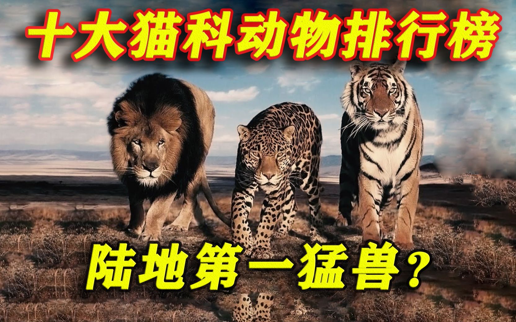 世界排名前十的猫科动物,第一实至名归,狮虎谁更强?哔哩哔哩bilibili