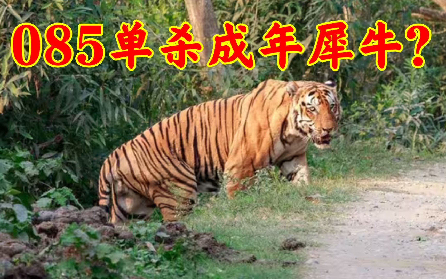 [图]无敌虎王单杀犀牛？现代猫科天花板？拜托别造神了！