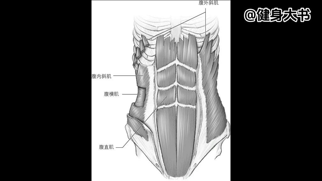 腹部不同区域的健身动作和适合女生的健身动作和腹部健身计划哔哩哔哩bilibili