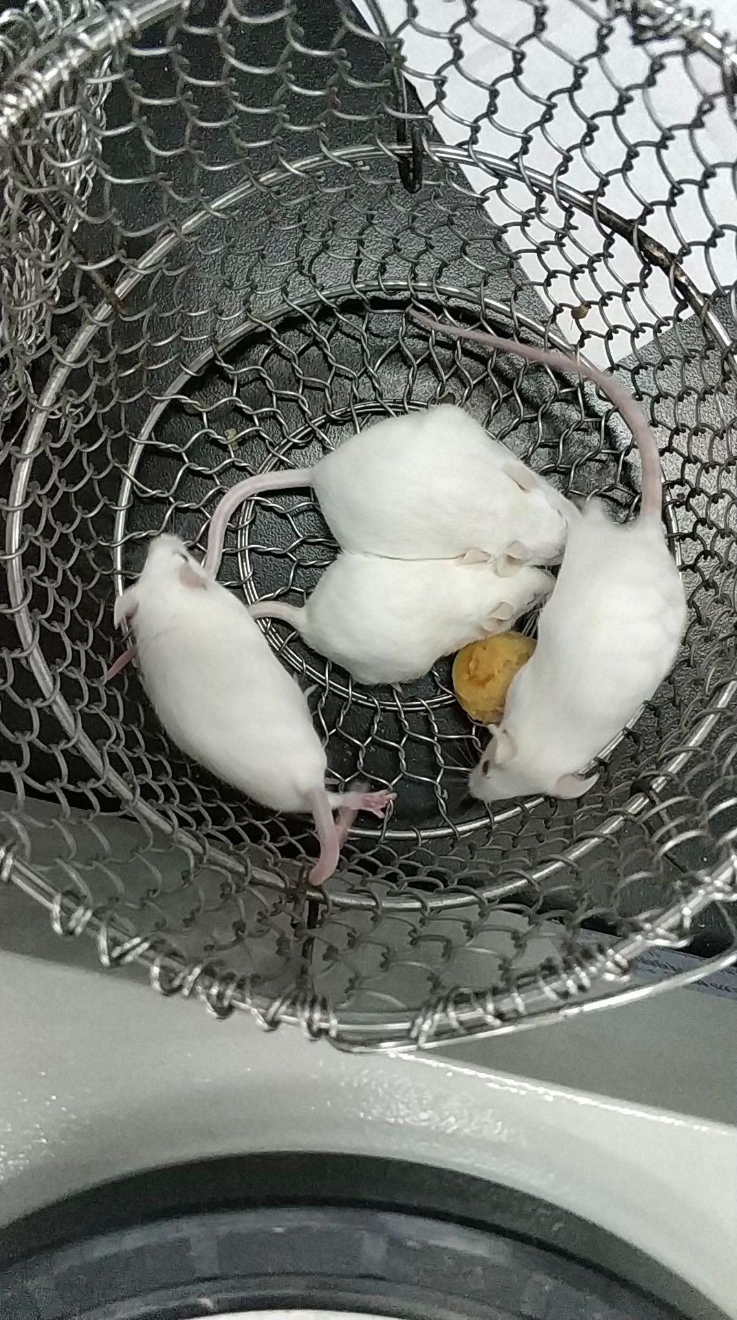 实验室的小白鼠转圈圈