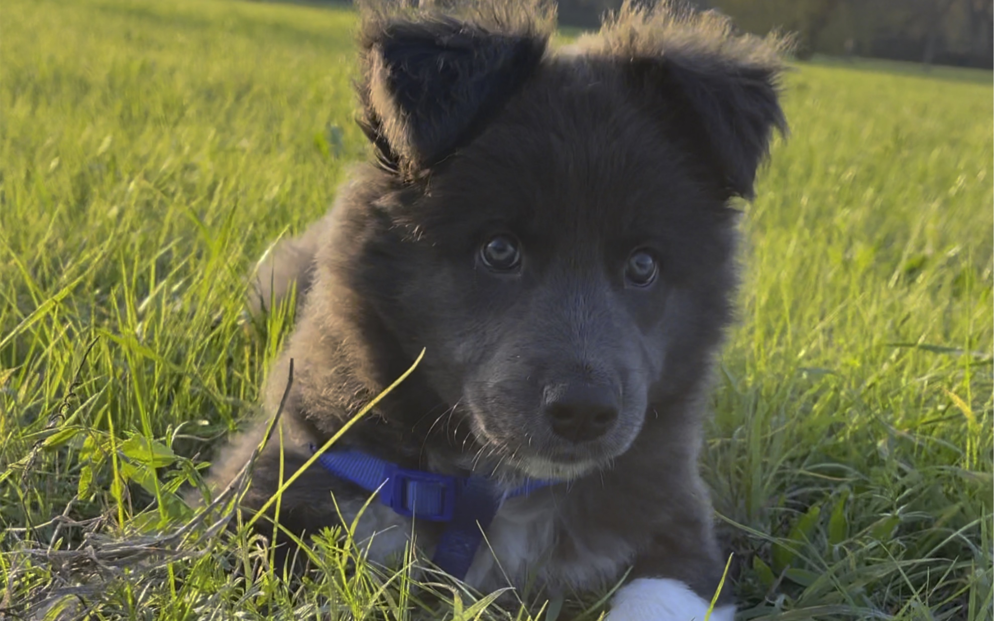 发现一只帅气的狗狗