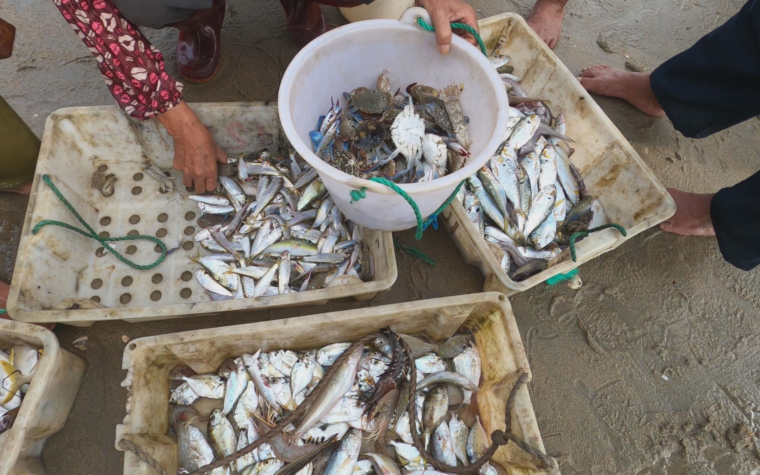 渔民捕鱼归来刚上岸,就被围观的群众抢光,刀仔也碰巧抢购一大袋