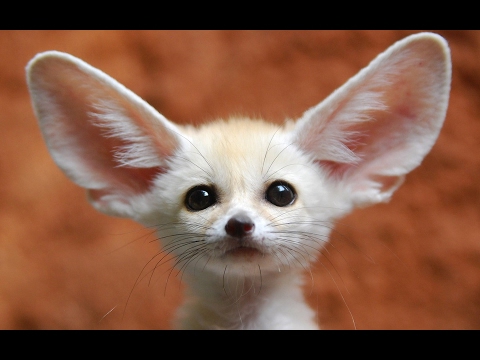 终极可爱的芬尼克狐狸!