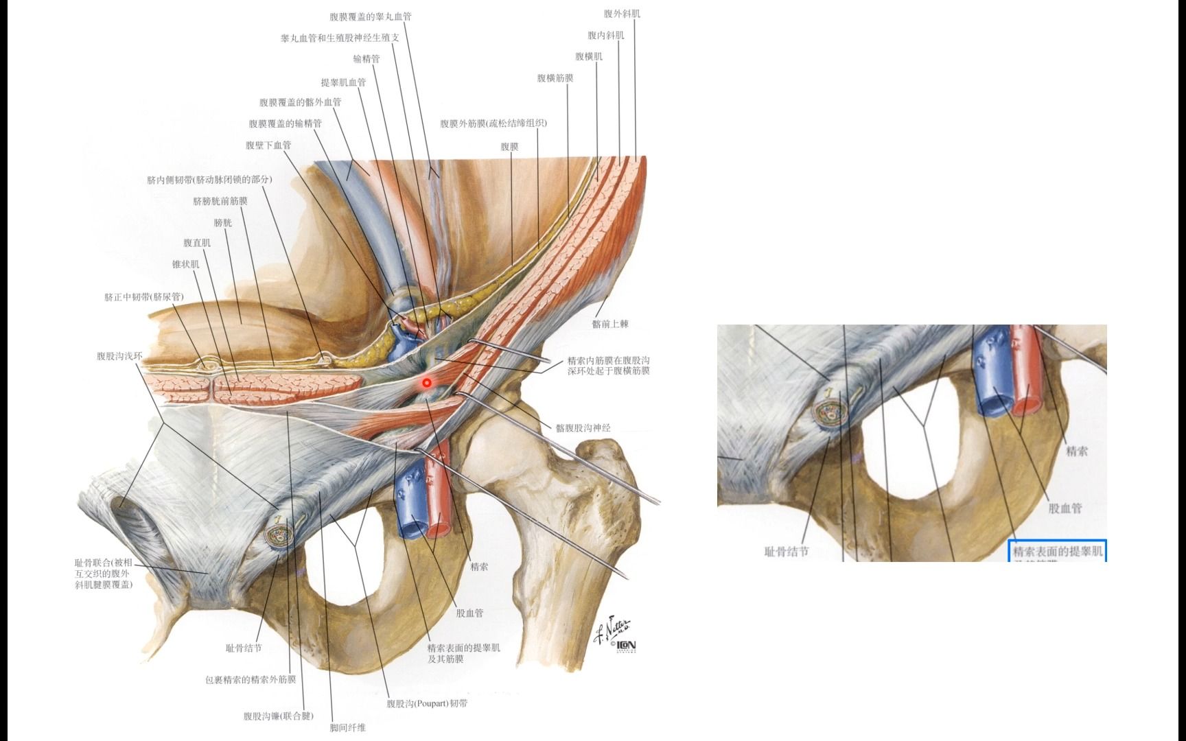 腹股溝區解剖-12.精索