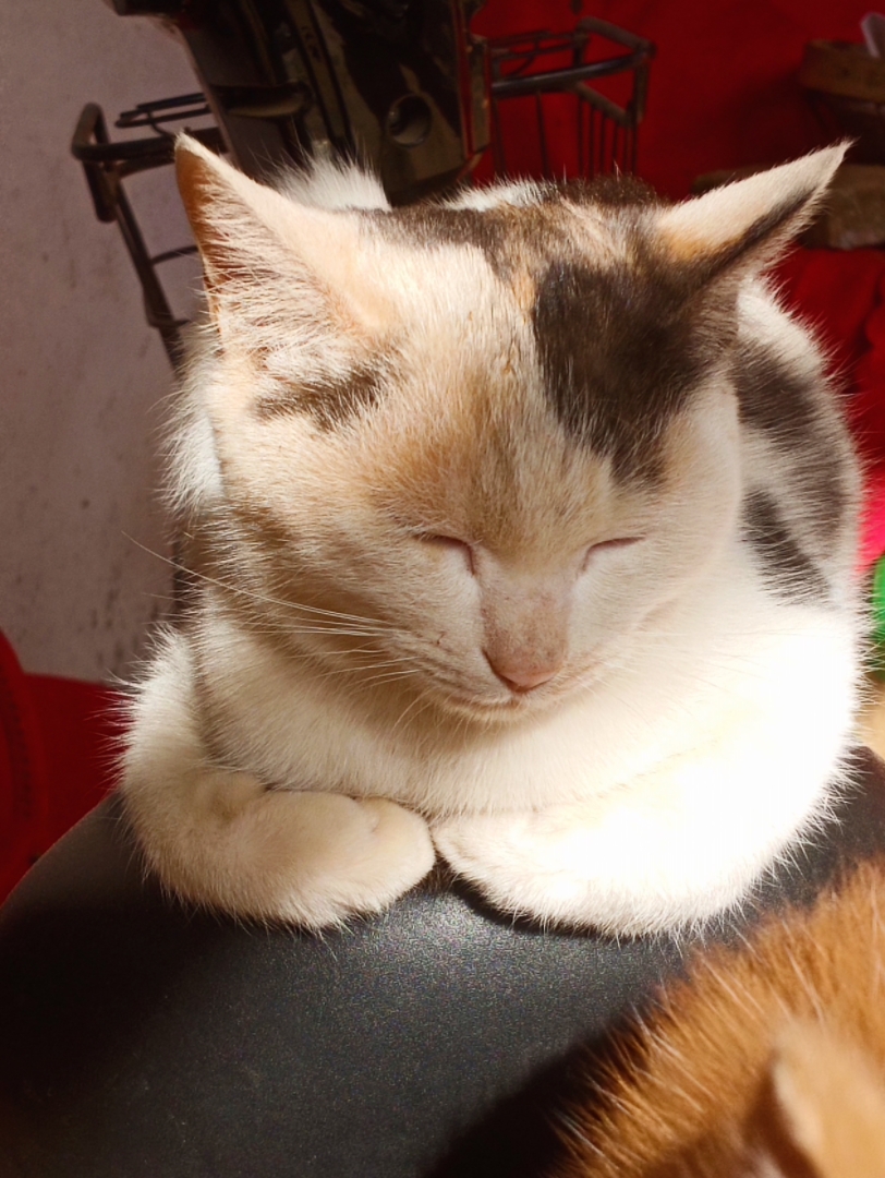 猫咪日常随手拍