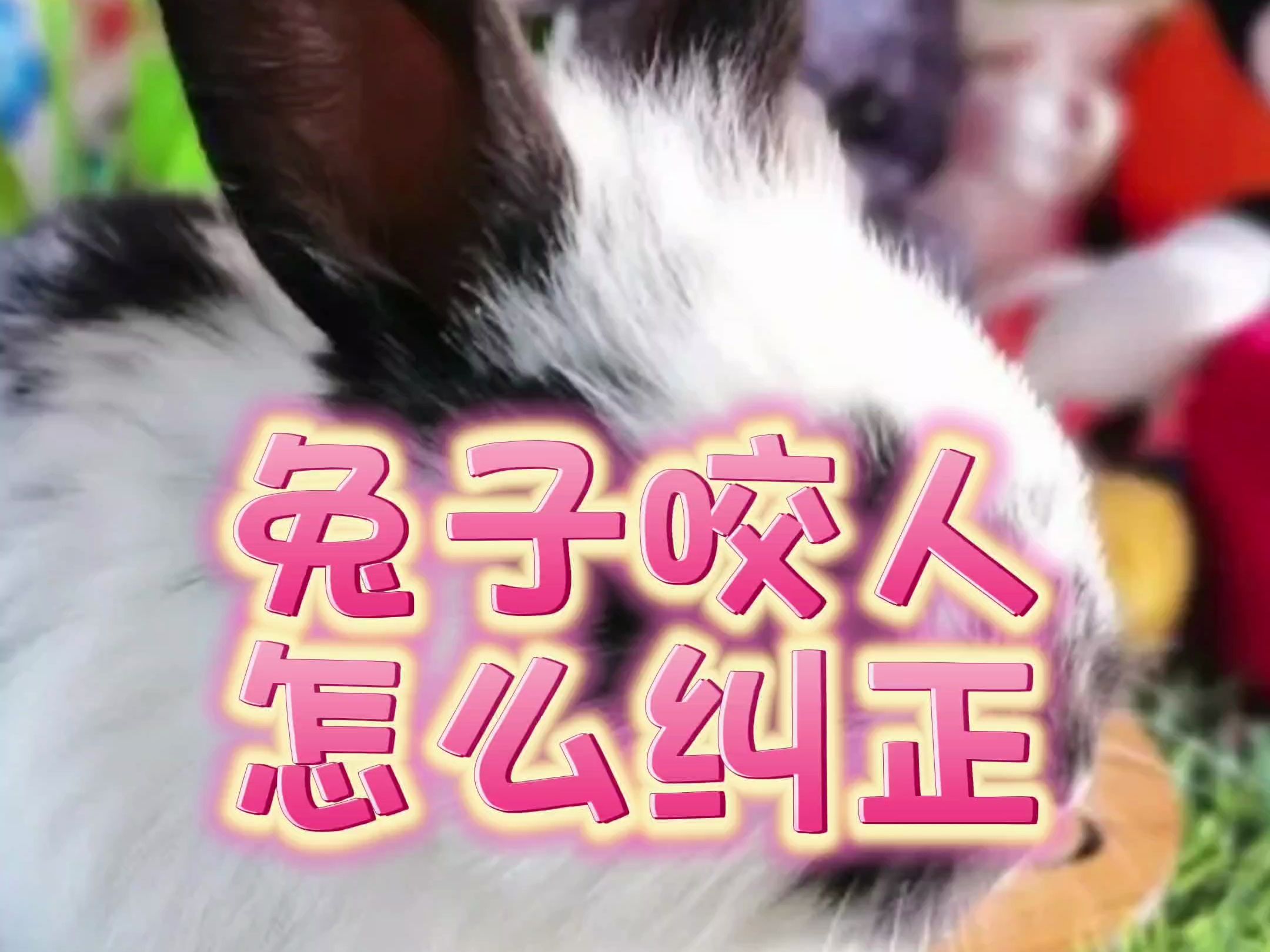 兔子咬人怎么纠正?