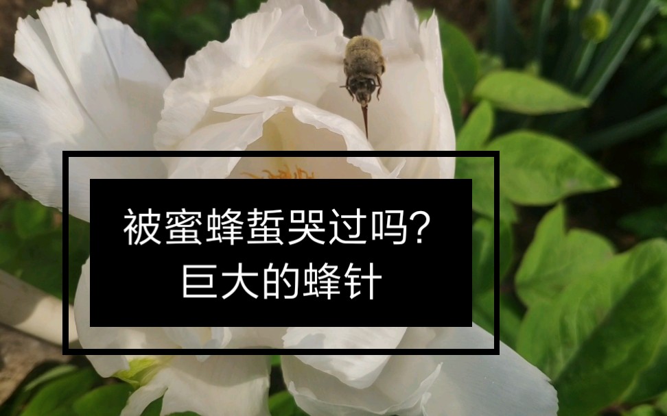 巨大!建议调高音量