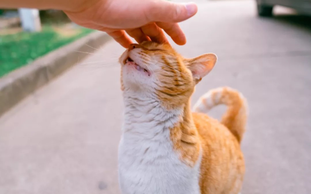 两只猫咪摸头图片图片