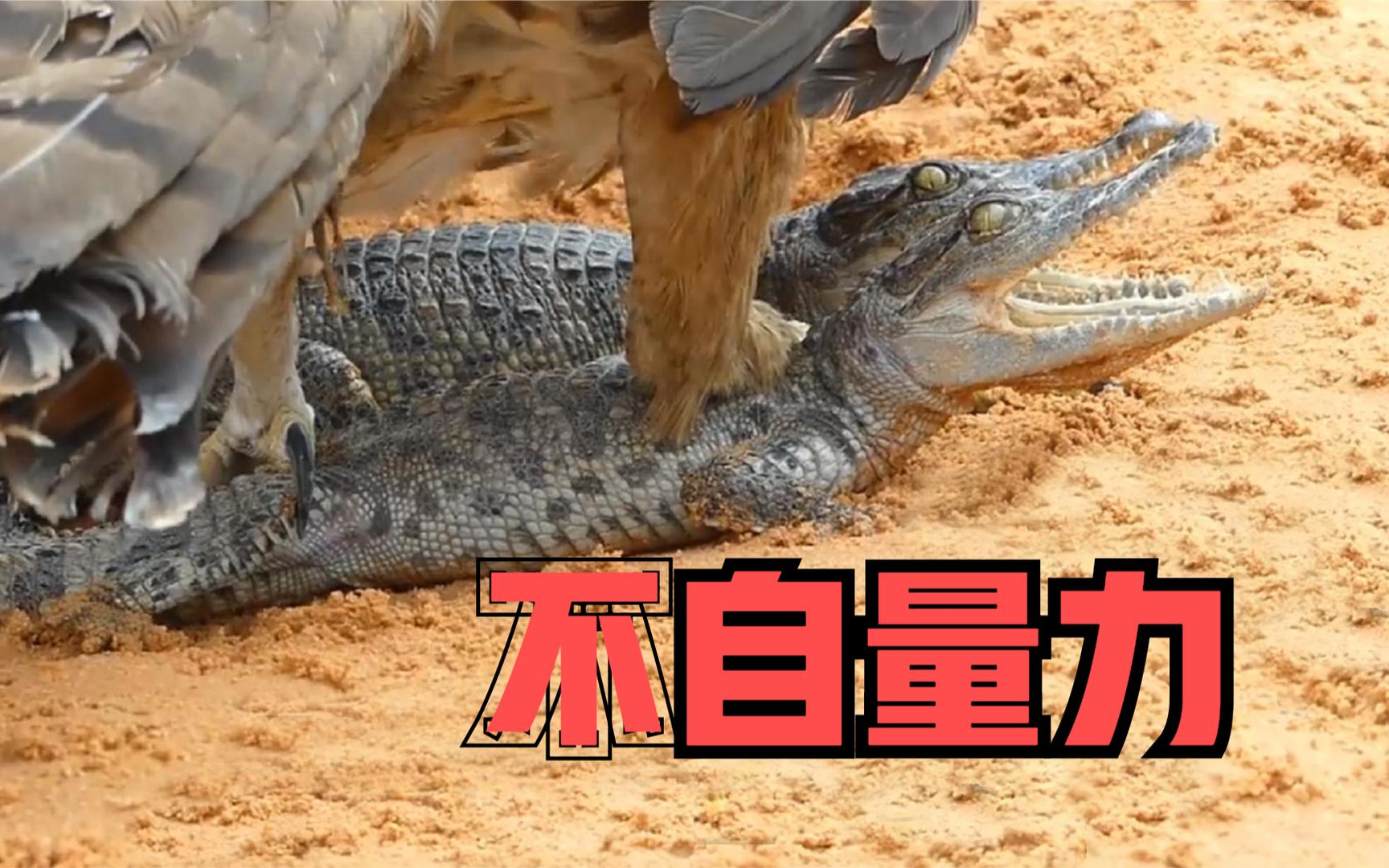 苍鹰捕杀鳄鱼,却把鳄鱼虐惨了,鹰隼偷袭巨蜥,却被无情咬断翅膀!