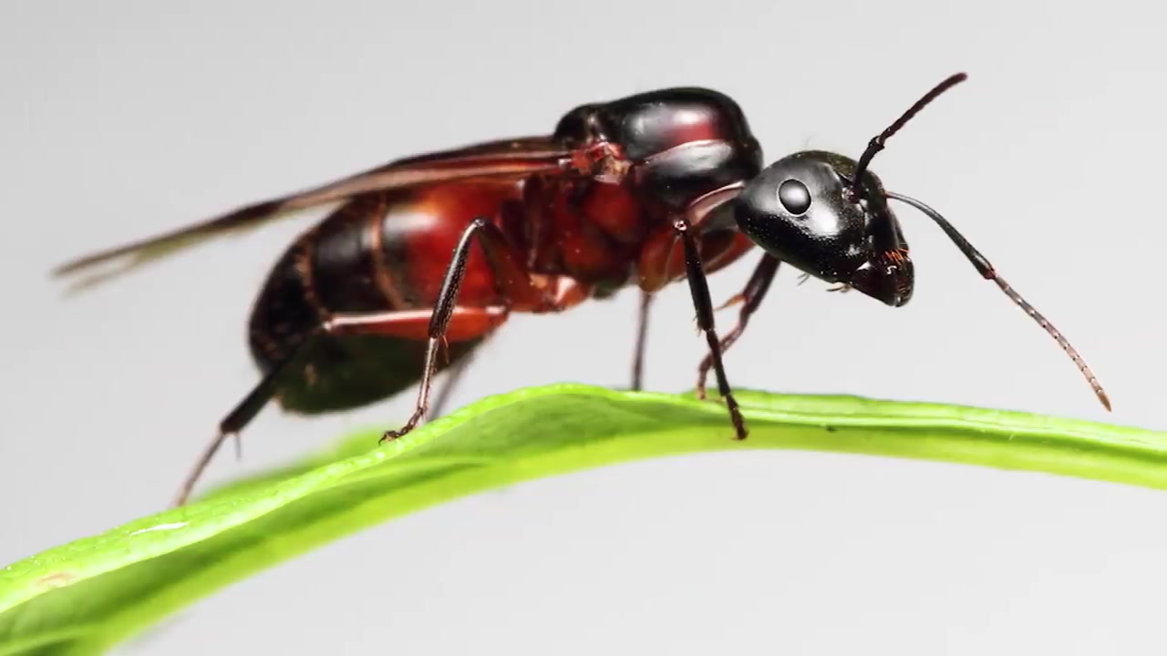 starting a new ant colony | birth of the carpenter ants 0150