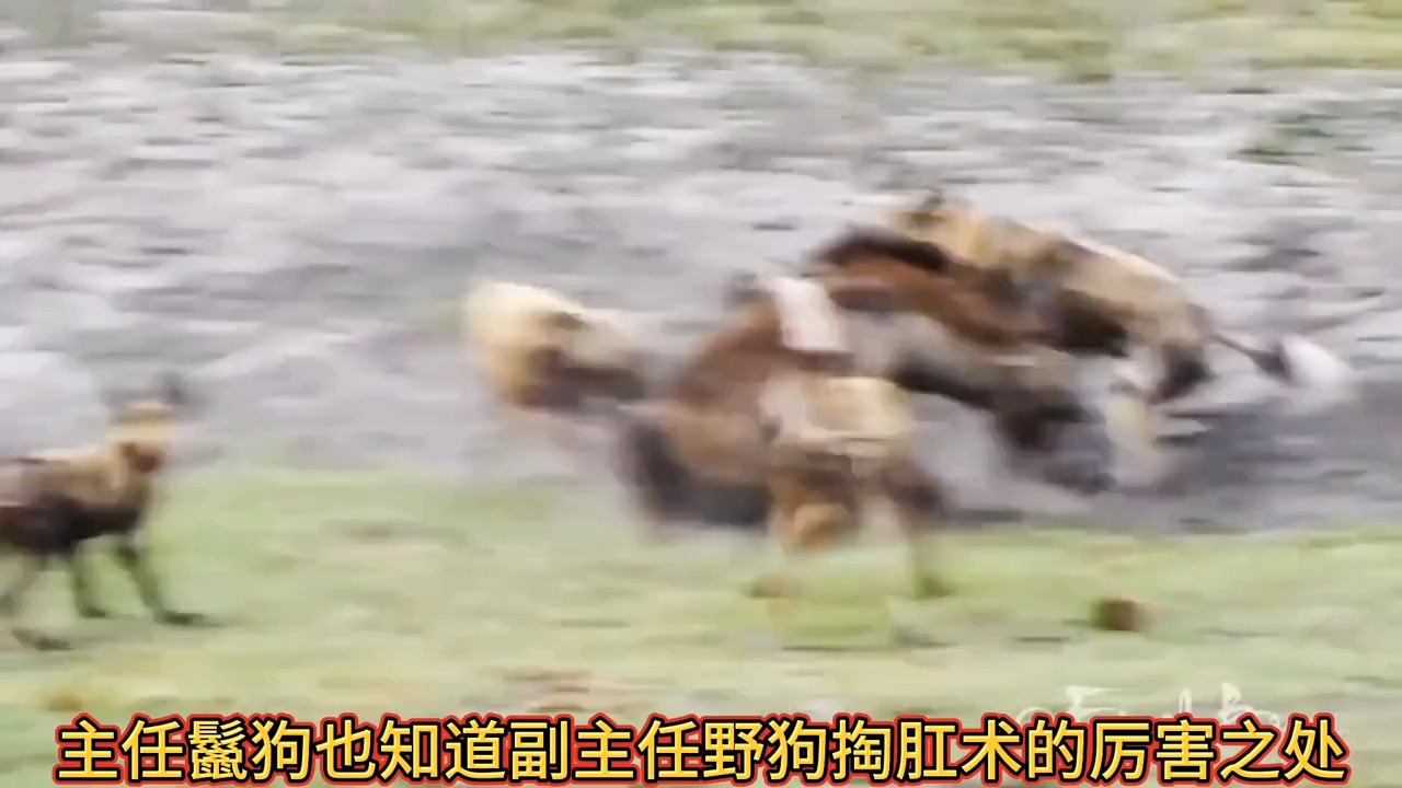 8819.副主任野狗帮主任鬣狗做剖腹产手术.