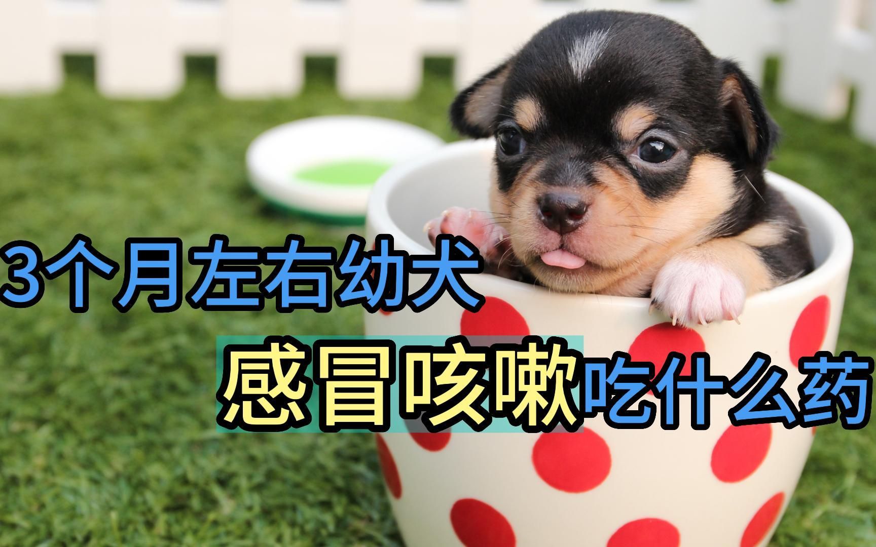 3个月左右幼犬感冒咳嗽吃什么药哔哩哔哩bilibili