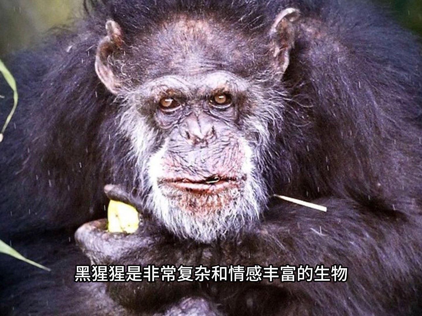 一个叫特拉维斯的黑猩猩的真实惨案😱😱😱😱