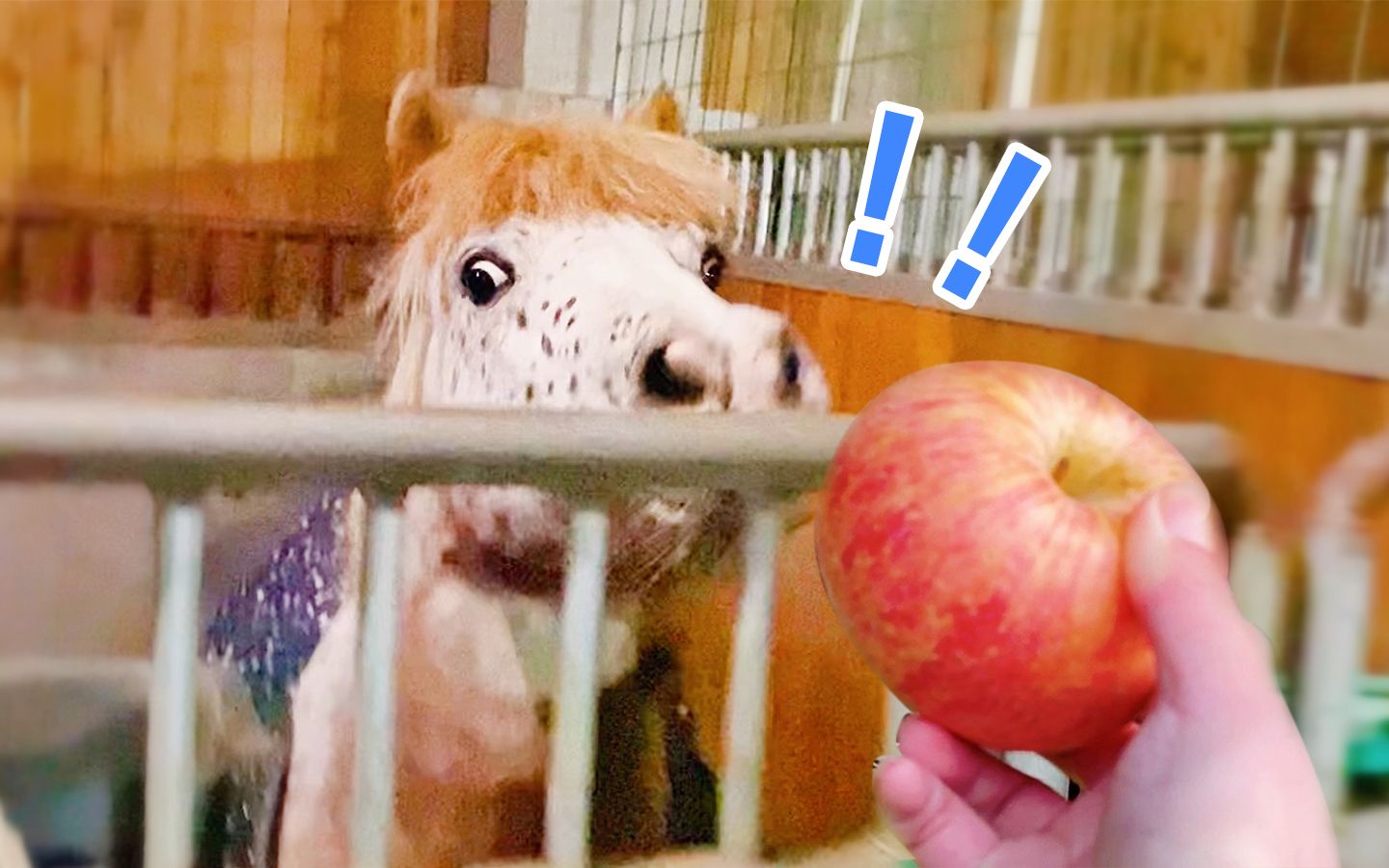 马儿一吃苹果就智商归零还漏嘴巴保洁大爷震怒