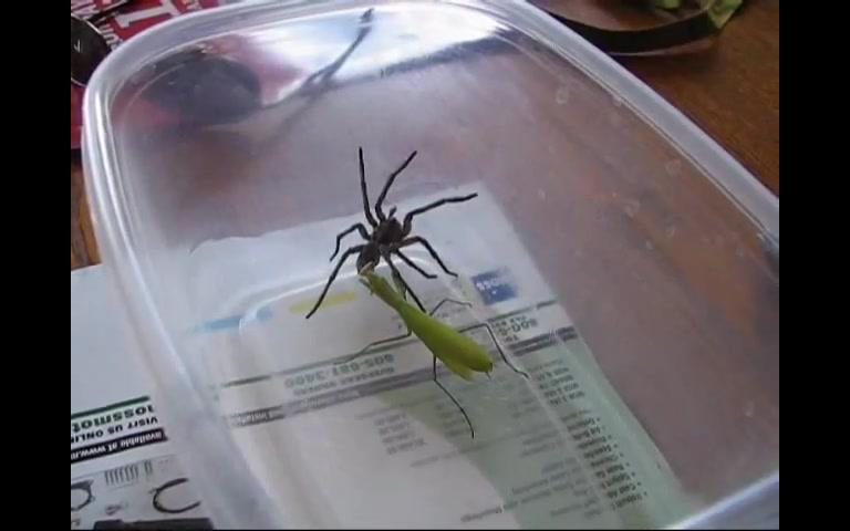 薄翅螳螂对战狼蛛