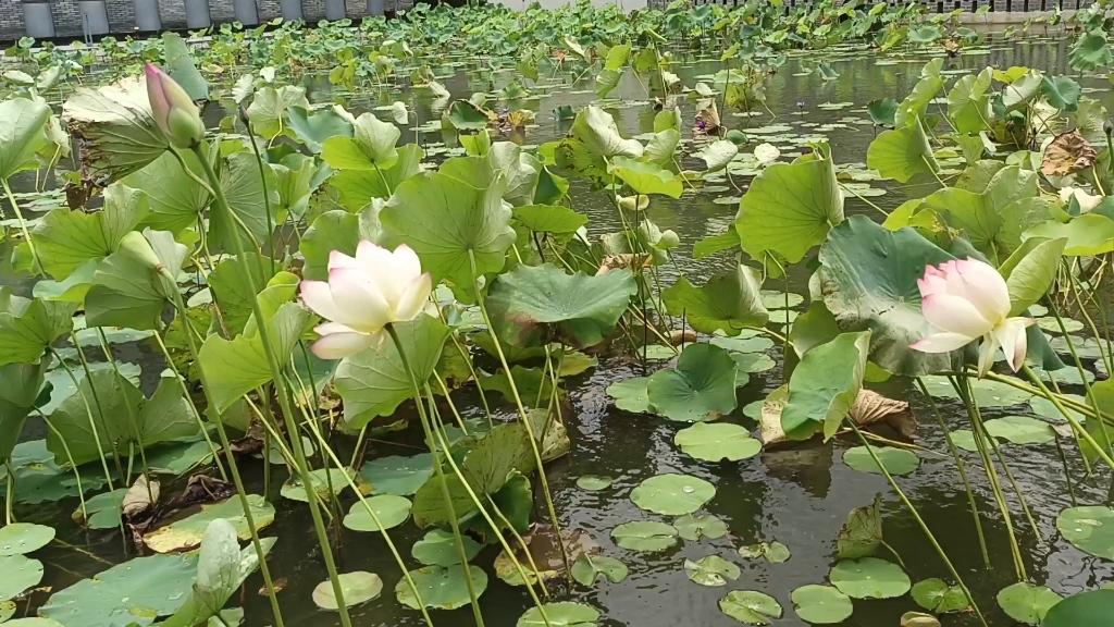 [图]风吹荷花池