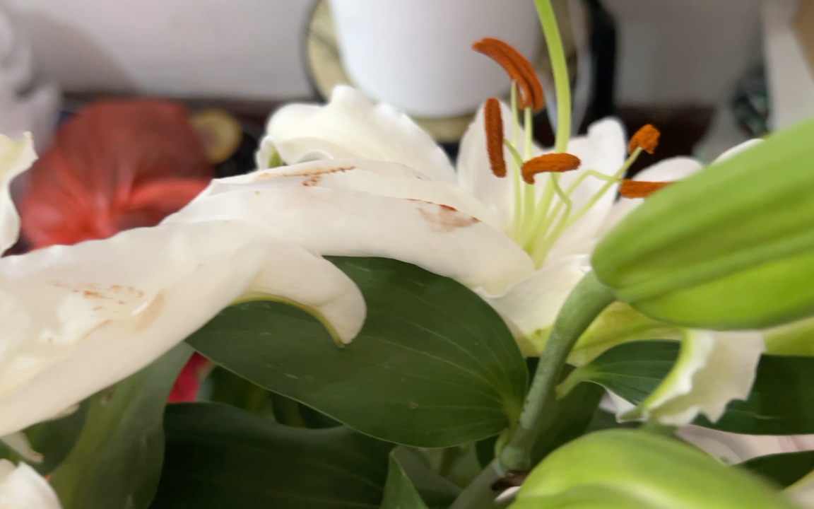 白百合花的花语:纯洁,神圣,百年好合