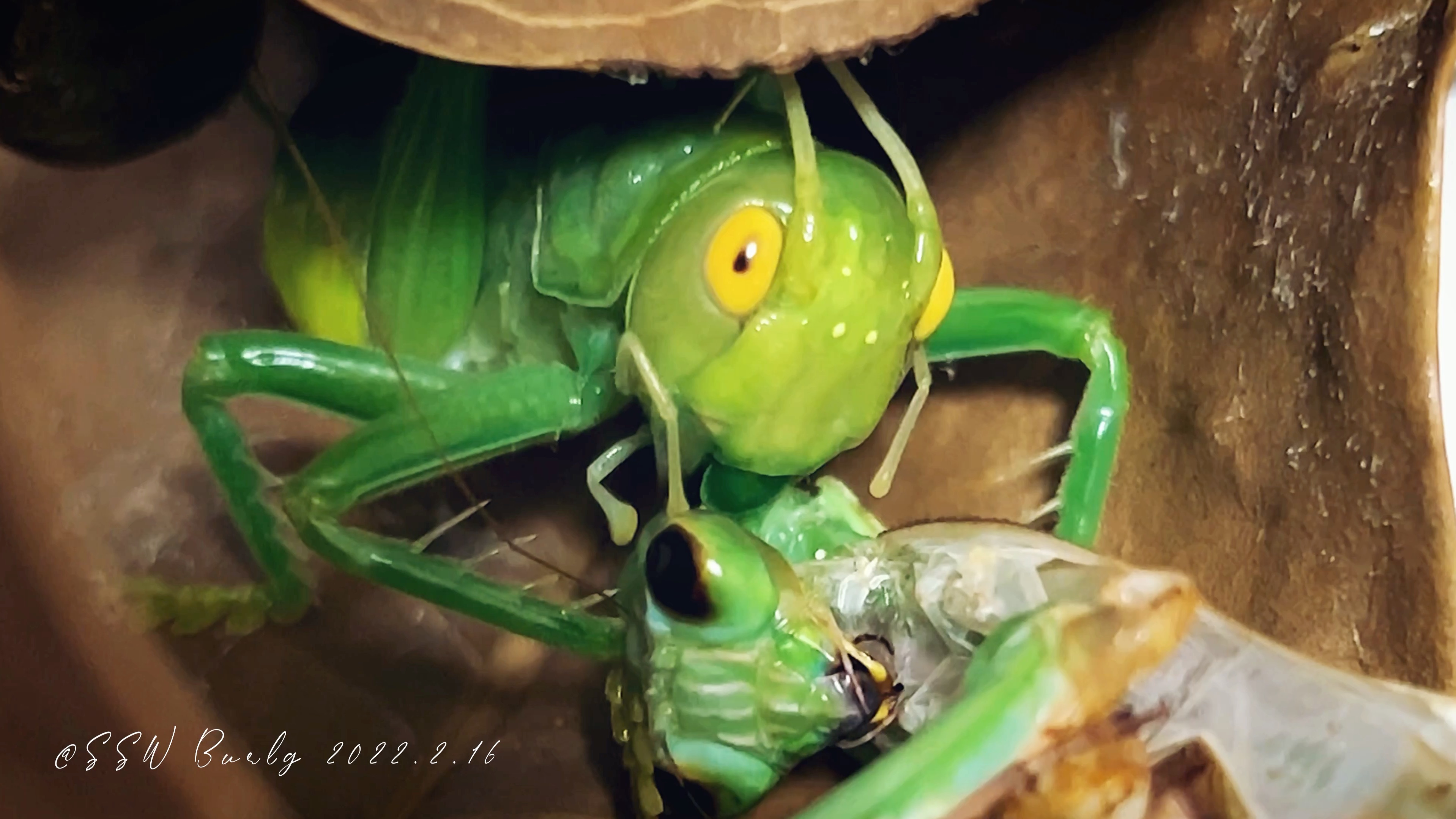 马山真蟋螽eugryllacris guomashan 末龄雌若虫恰羽化失败巴布亚斧螳