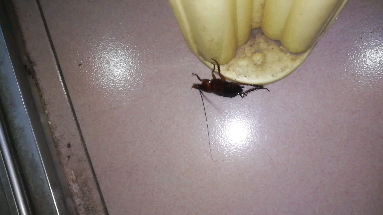 论广东蟑螂喷杀虫剂的后果-2024年5月18日凌晨