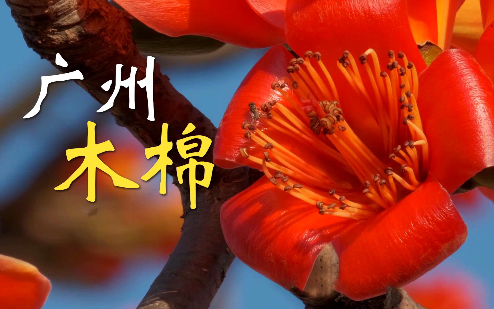 广州市花是什么花图片图片