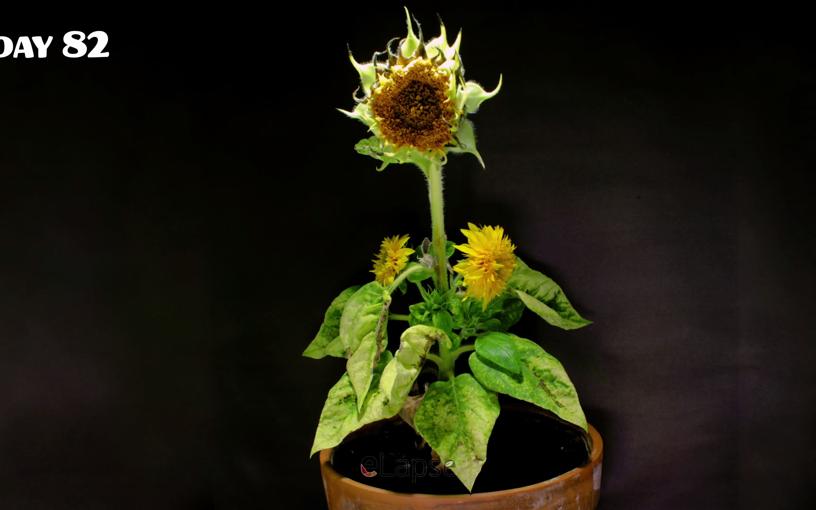 [图]88天泰迪熊向日葵从种子到开花延时 Growing Teddy Bear Sunflower From Seed To Flower (88 Days)