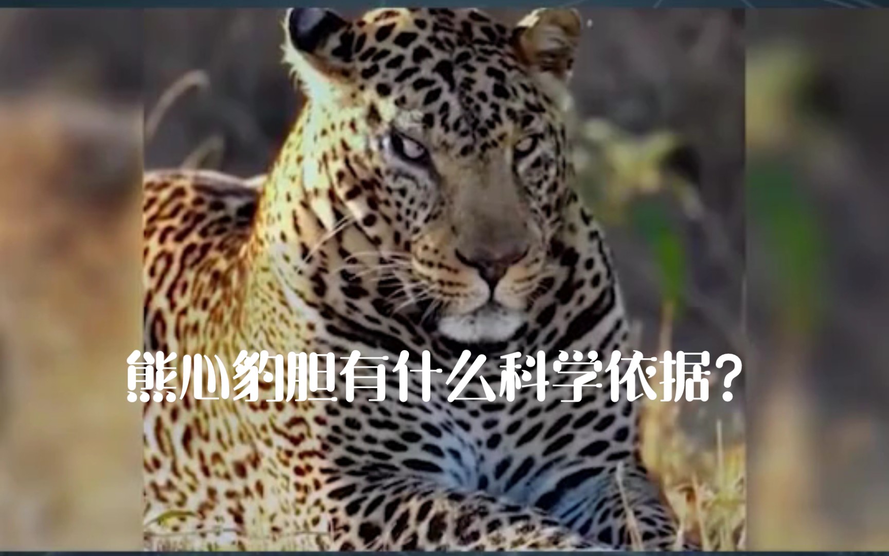 都说熊心豹子胆,那么豹胆究竟有多大