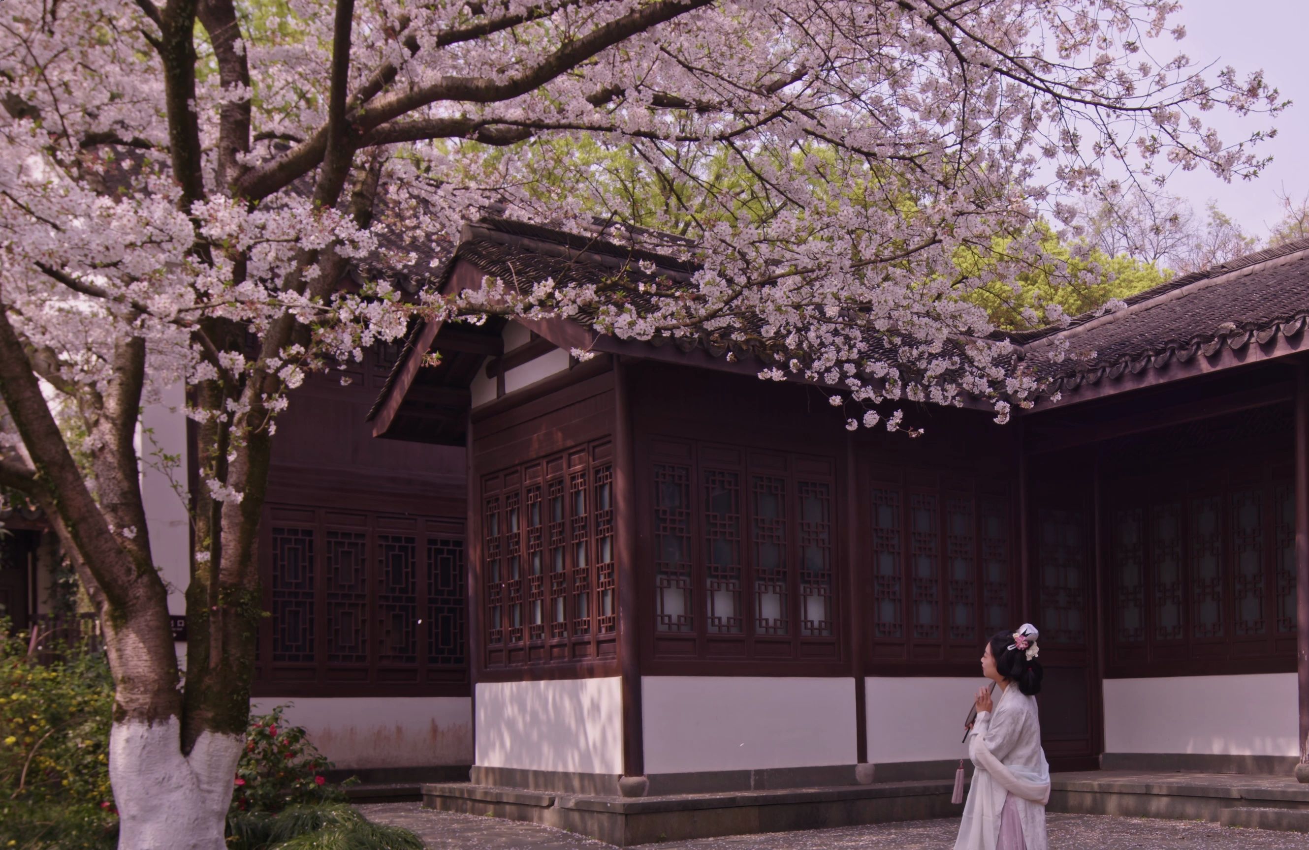 漫步西湖畔,遇见玛瑙寺的樱花奇景 西湖边的绝美风景哔哩哔哩bilibili