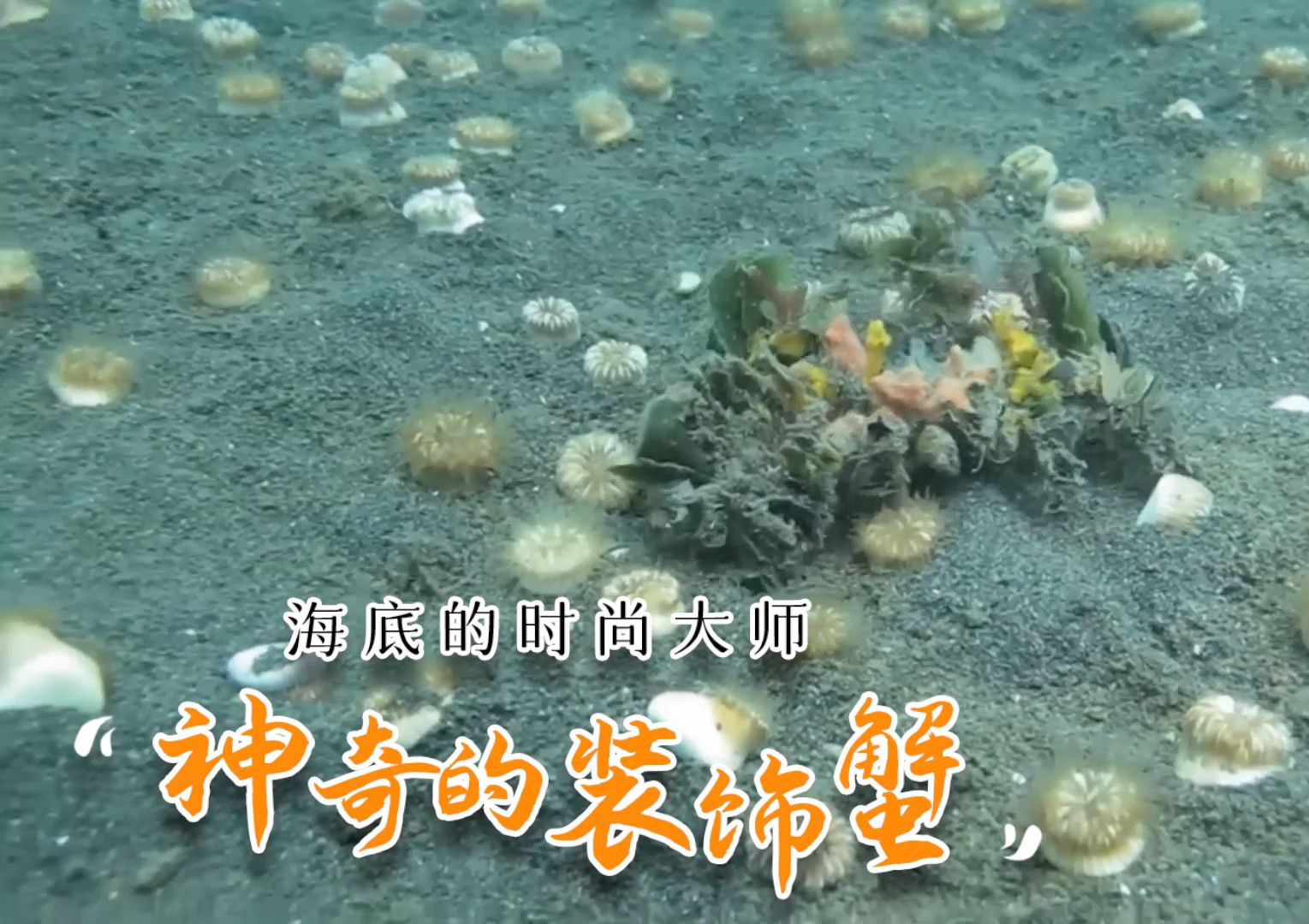 海底的时尚大师·神奇的装饰蟹