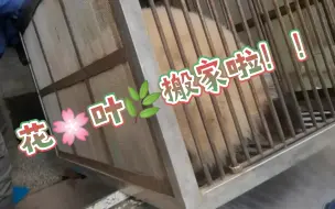 Download Video: 12.31 和花和叶搬家啦！！撒花！【大熊猫和花和叶】