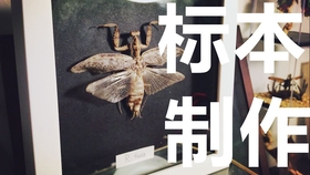 标本制作记录 鬃狮骨骼标本制作 哔哩哔哩 つロ干杯 Bilibili