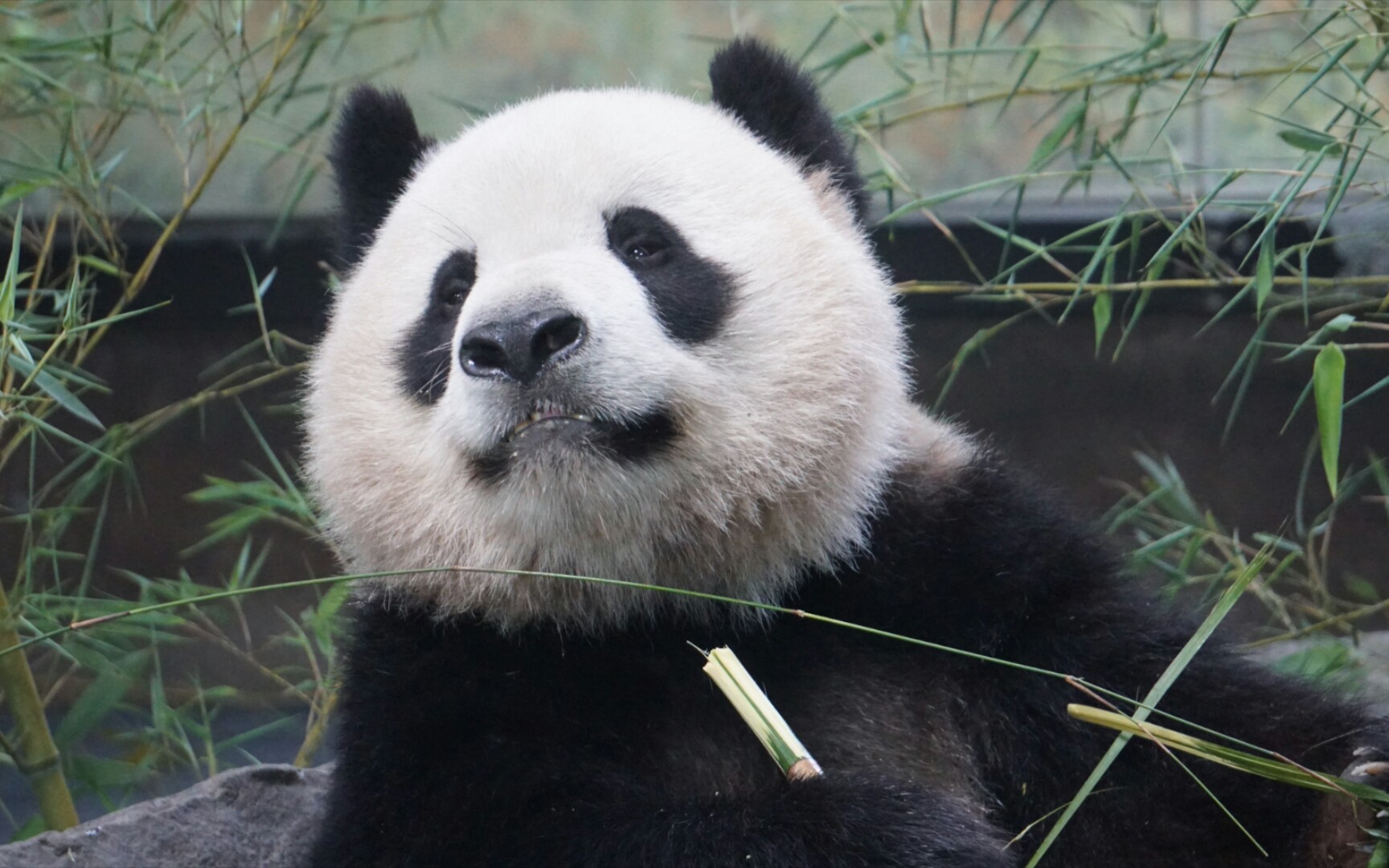 【大熊猫雪宝】竹子香香,恰竹子