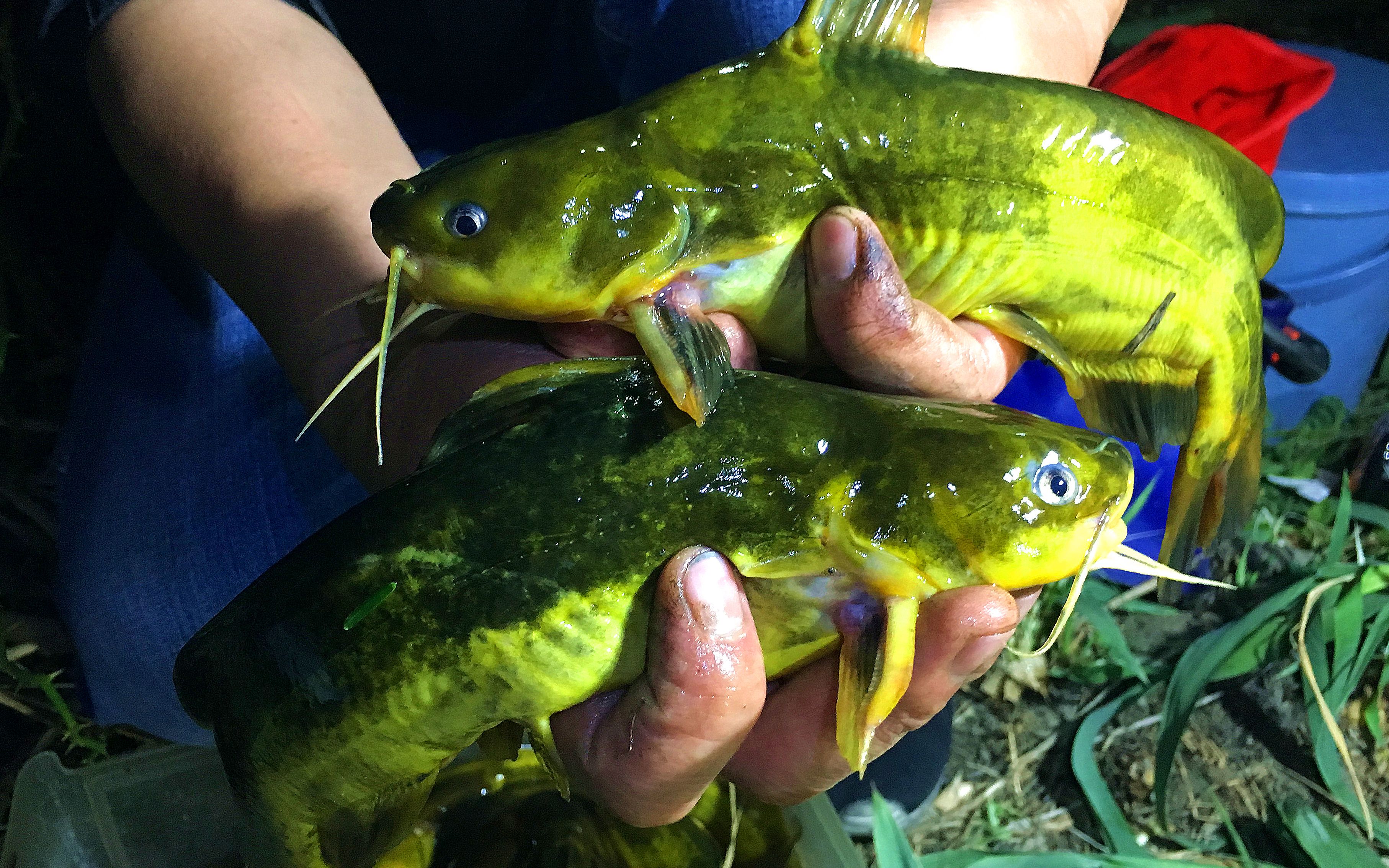 3个小时钓了10多斤黄辣丁,全程就吼三个字,这个大!_哔哩哔哩_bilibili