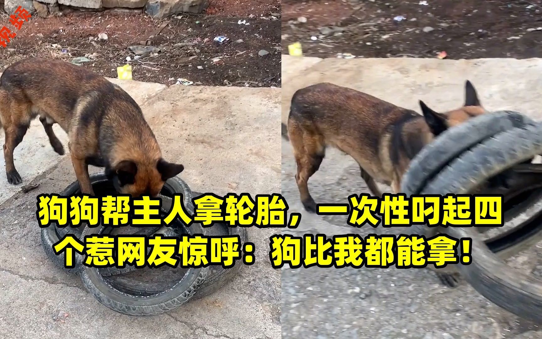 狗狗帮主人拿轮胎,一次性叼起四个惹网友惊呼:狗比我都能拿!