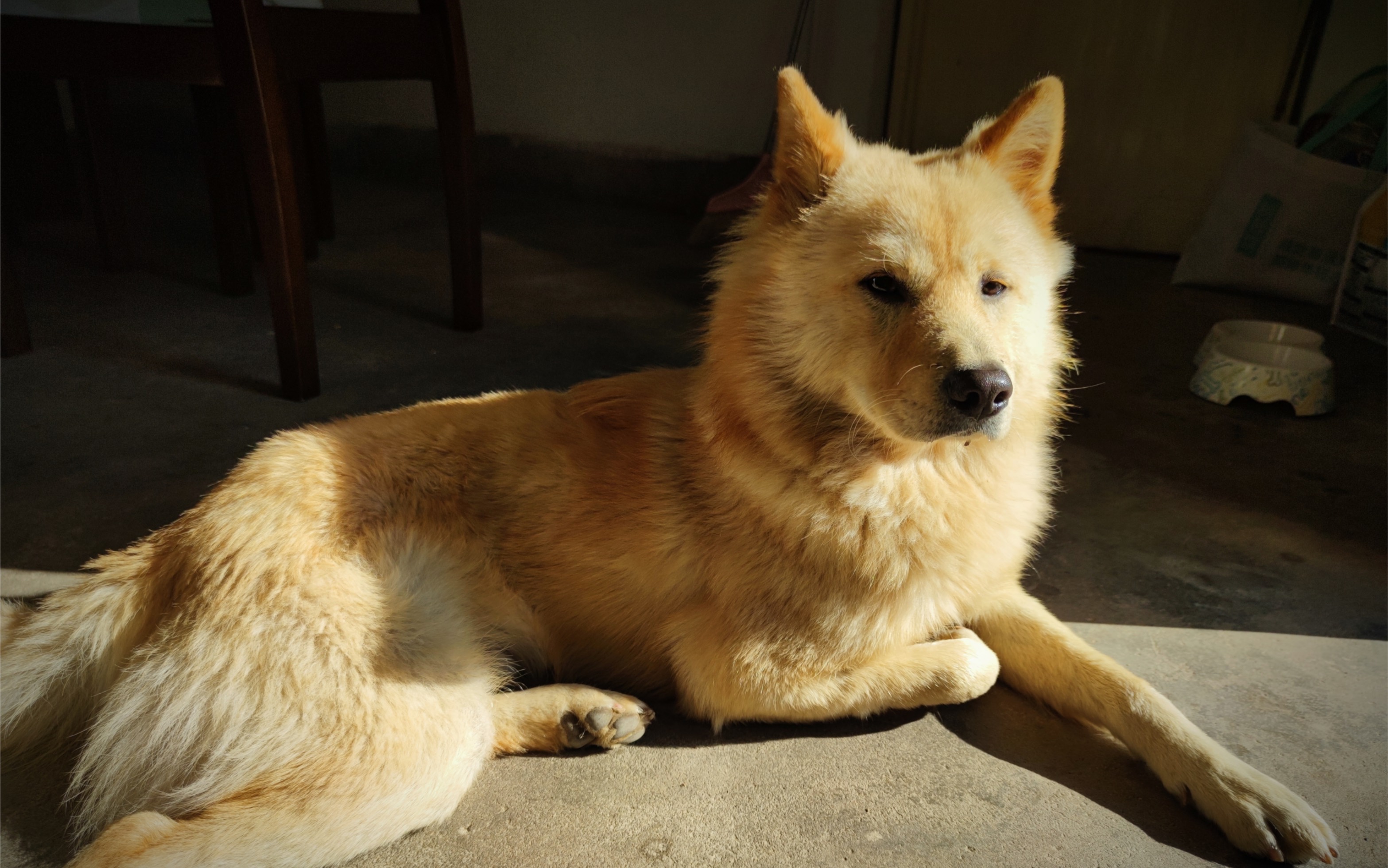 有礼貌的狗子长啥样?|中华田园犬土松日记_哔哩哔哩_bilibili