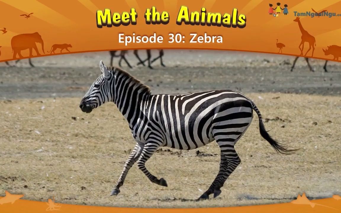 认识动物:斑马  Meet the Animals 30 Zebra哔哩哔哩bilibili