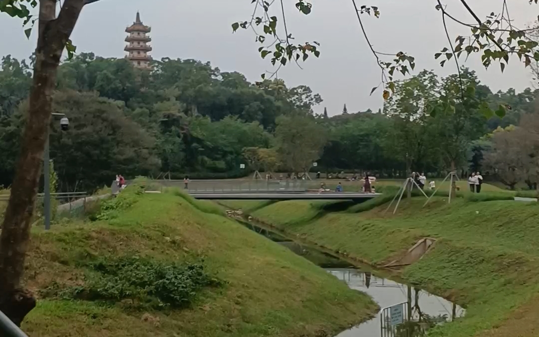 去西丽湖散步,到处是绿植和虫鸣,呼吸大自然的天然氧气哔哩哔哩bilibili