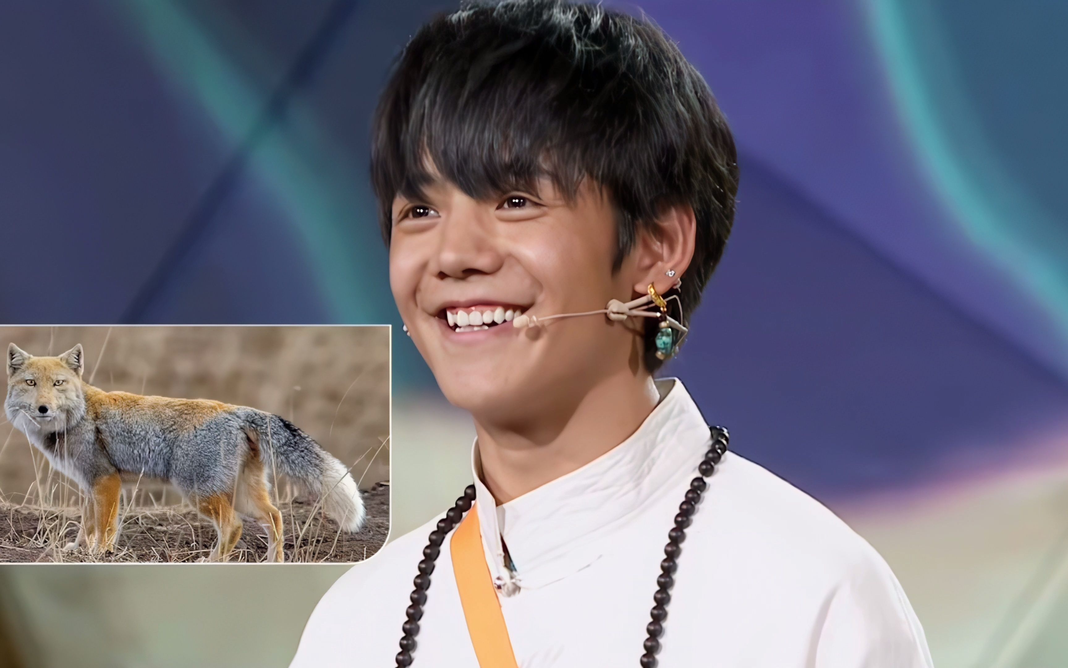 【3032修复】丁真和他的动物朋友们-l-7.00素材-哔哩哔哩视频