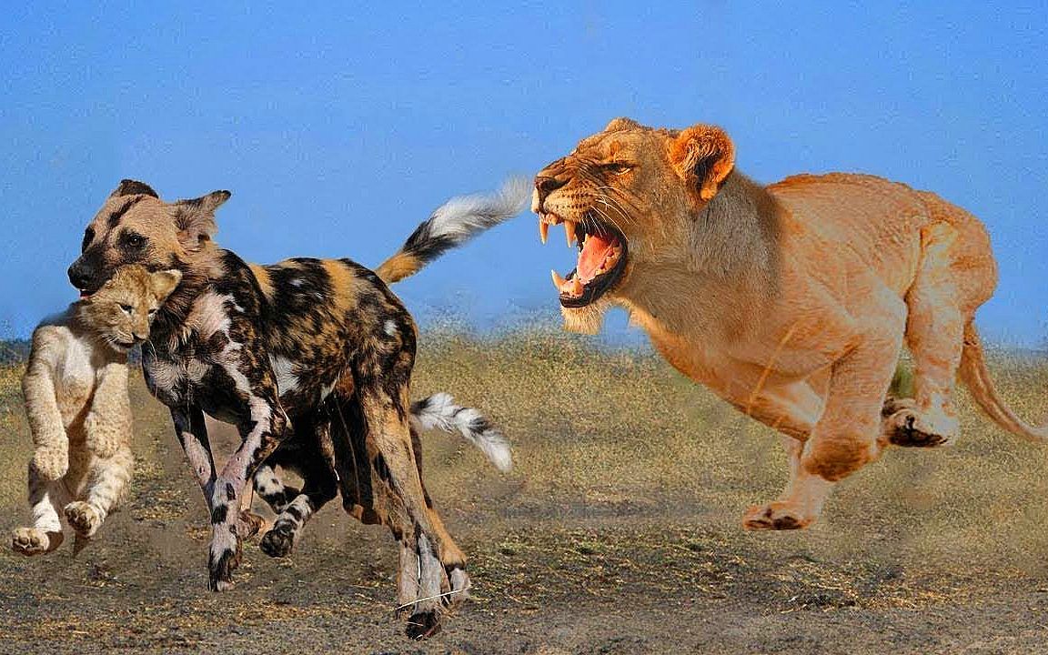 野狗群攻击狮子母子,狮子妈妈愤怒反击,咬死野狗报仇雪恨!