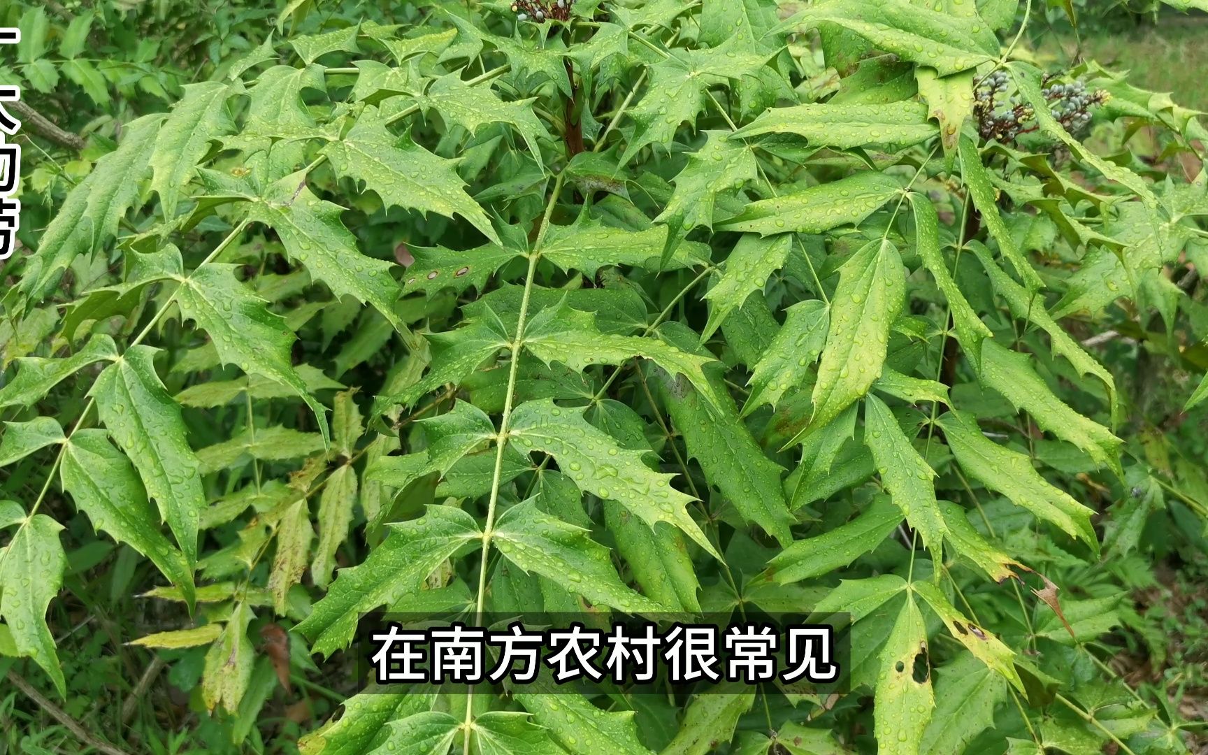 十大功劳是一味著名本草植物,在农村常用来代替黄连使用哔哩哔哩bilibili