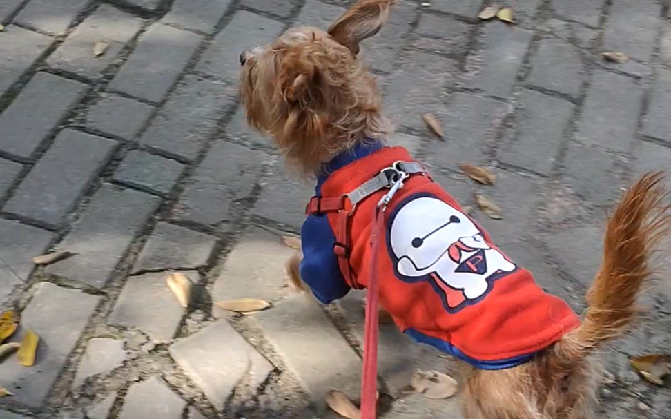 阳光洒落,球球走路一扭一扭,劲头十足