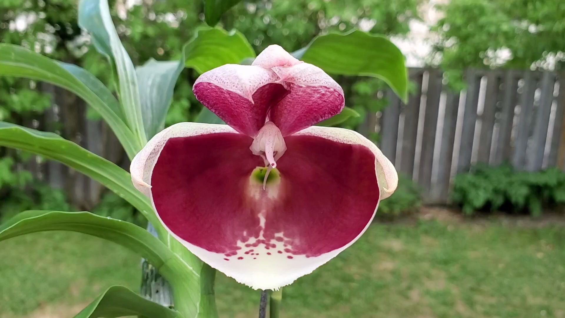 独特的兰花飘唇兰ctsmpileatumvimperialpierrecourethccaos