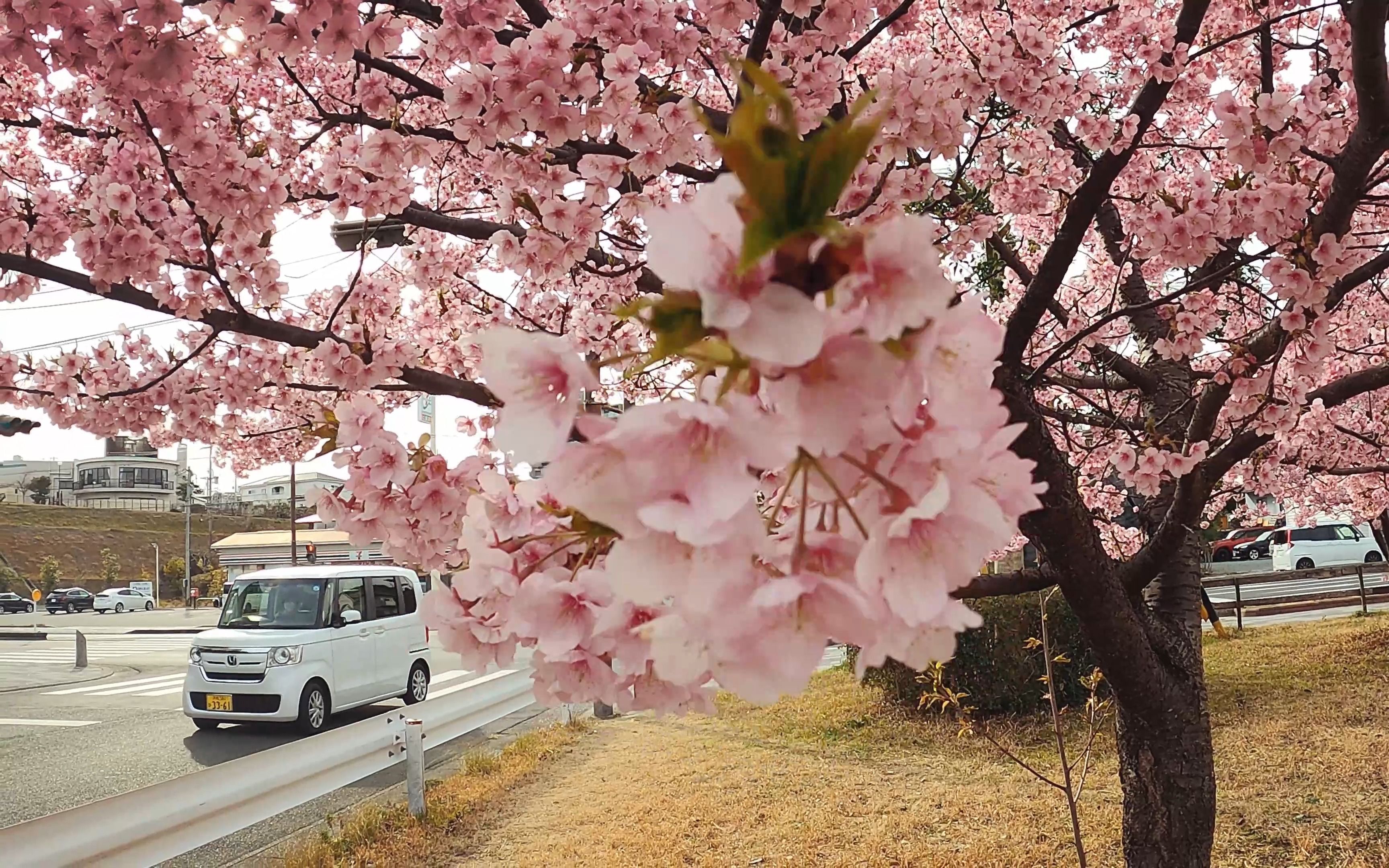 每年樱花从这里盛开丨日本静冈县河津樱