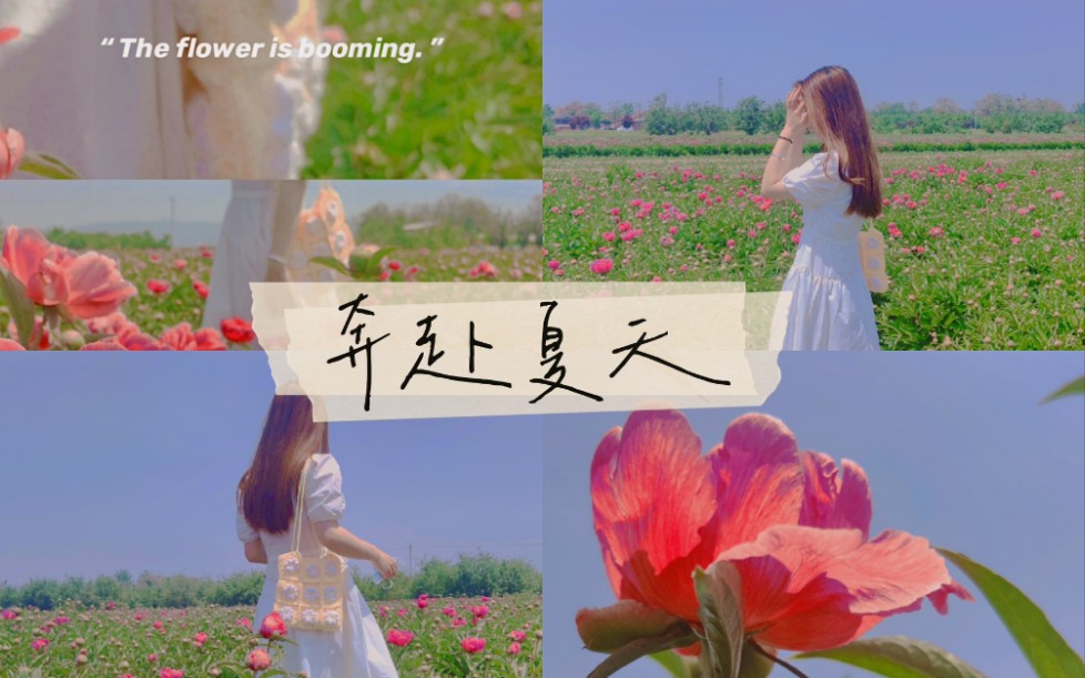 活动作品vlog03和芍药花一起奔赴夏天