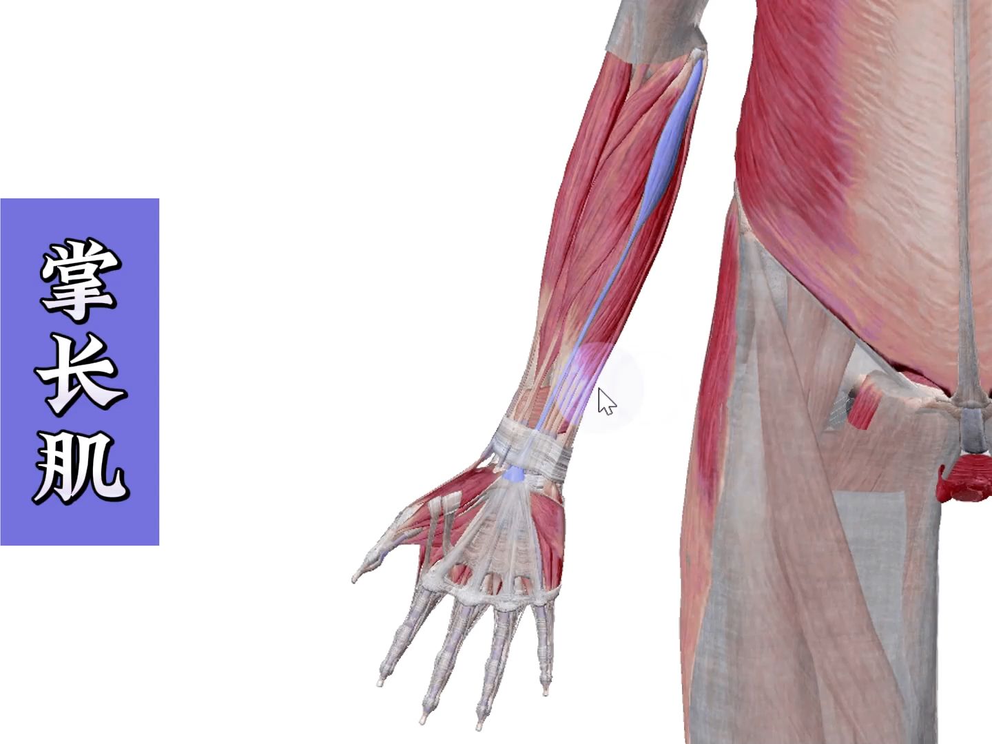 掌长肌 超详细3d解剖讲解
