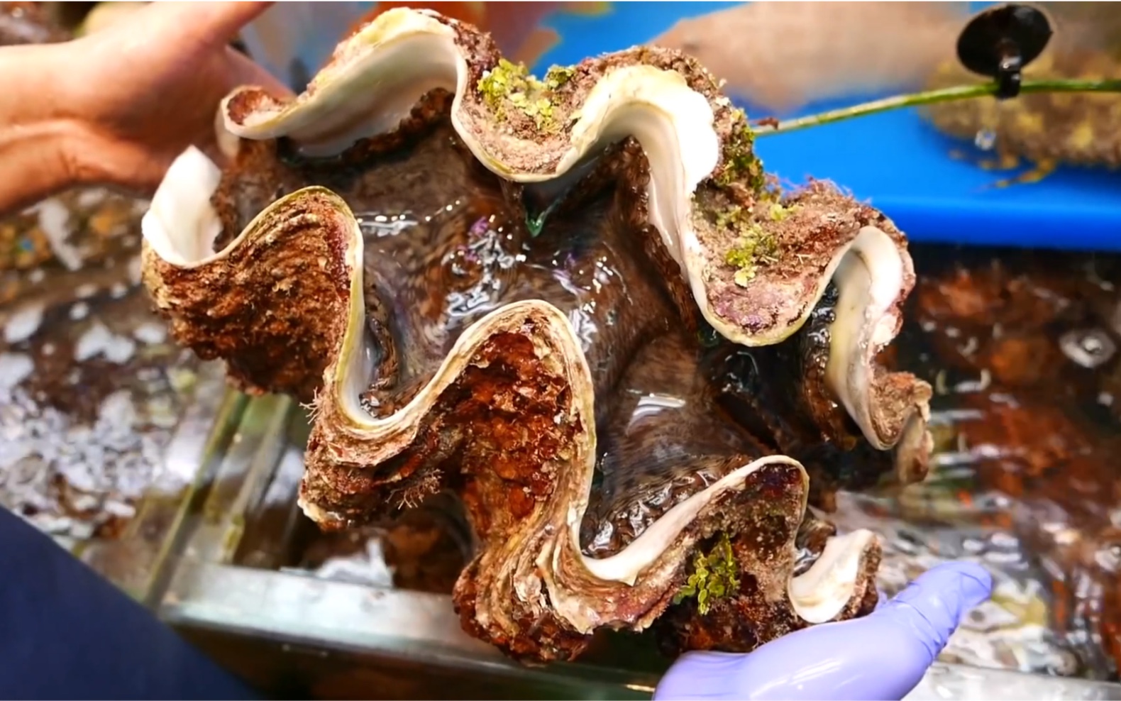 100美元巨型蛤蜊日本冲绳岛海鲜