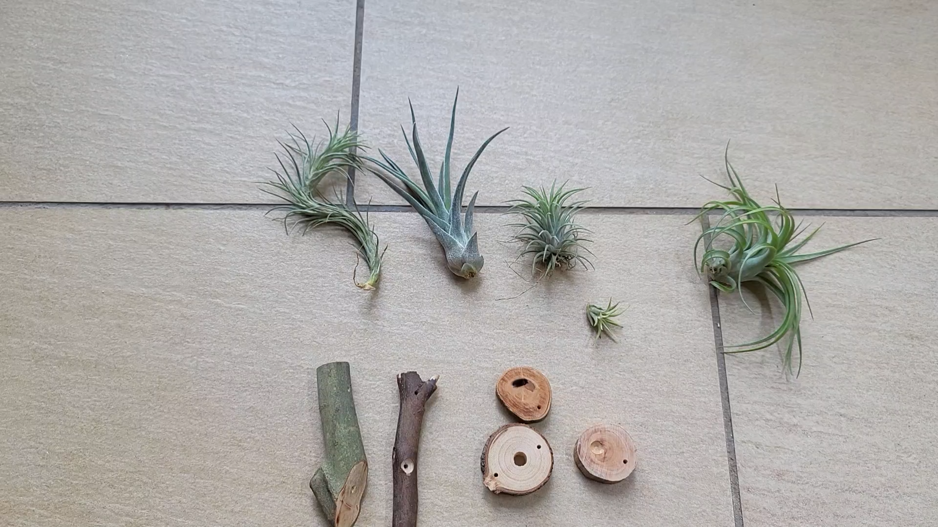 空气凤梨底座製作手工教程 ……常用普通款!