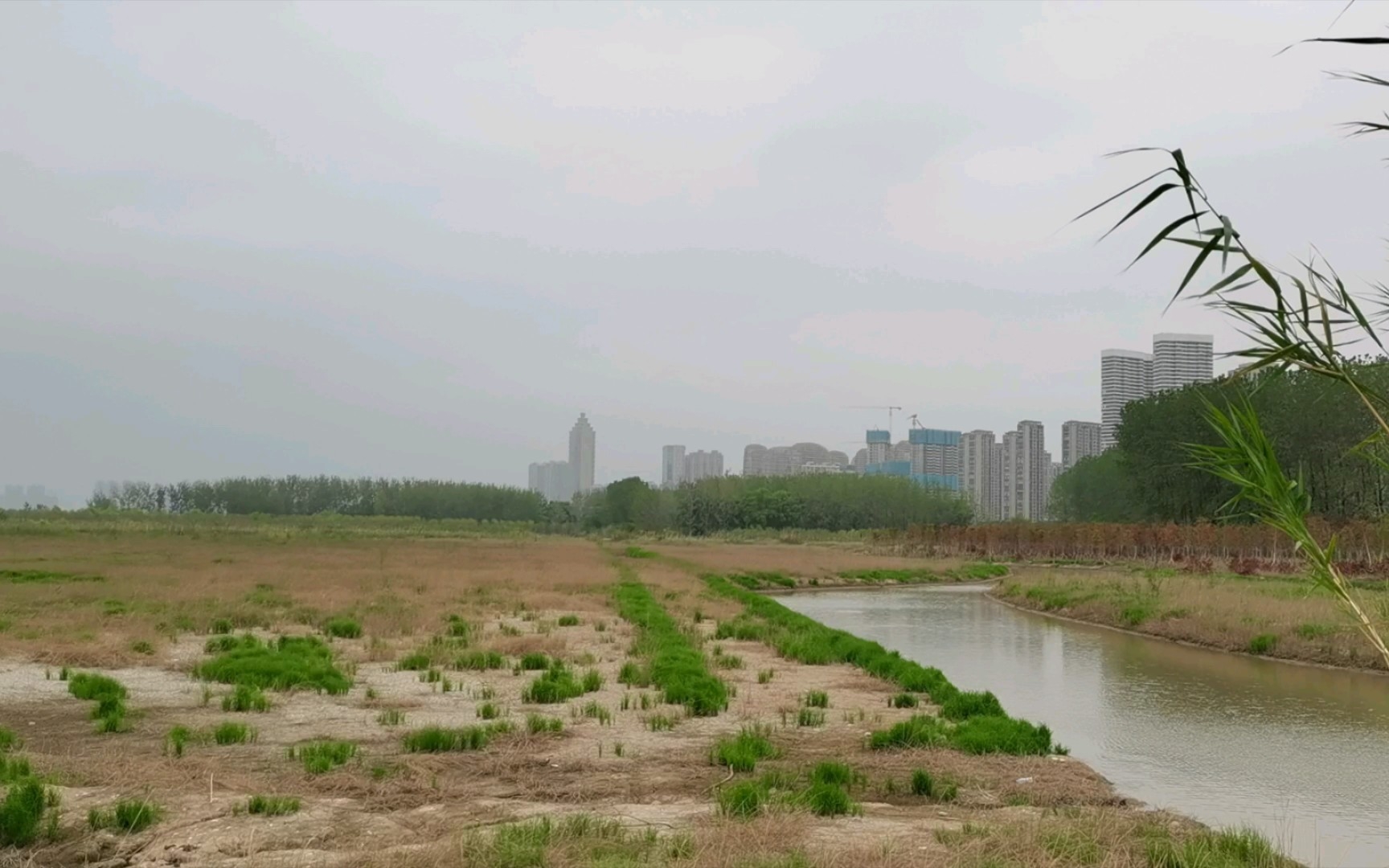 [图]十里江湾“大草原”，风吹草低白鹭现！