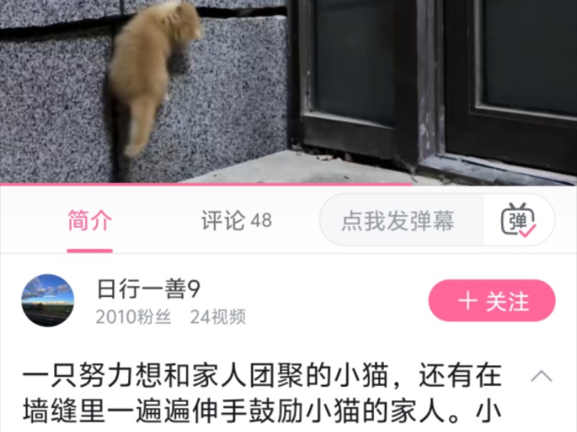 为什么喂流浪猫有百害无一利,哪怕对流浪猫本身都没好处呢?哔哩哔哩bilibili